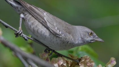 Barred Warbler