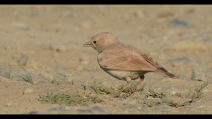 Bar-tailed Lark