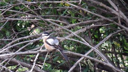 Masked Shrike
