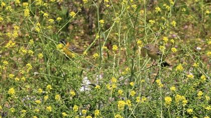 Black-headed Bunting