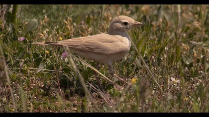 Küçük çöl toygarı
