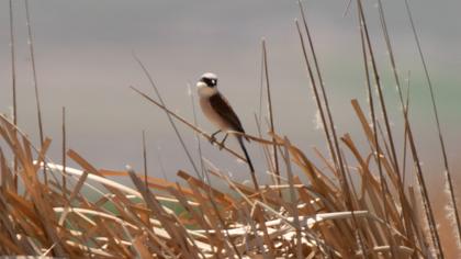 Red-backed Shrike