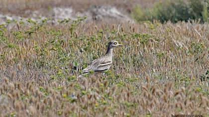 Eurasian Stone-curlew