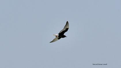 White-winged Tern