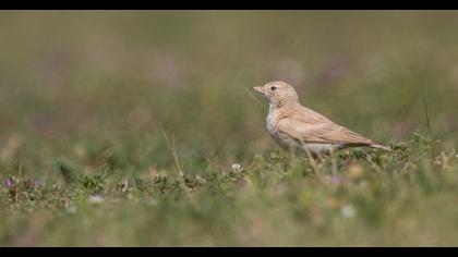 Bar-tailed Lark