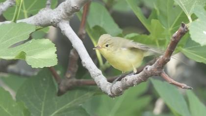 Icterine Warbler