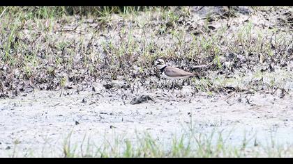 Little Ringed Plover