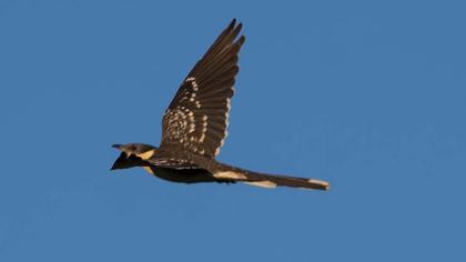 Great Spotted Cuckoo