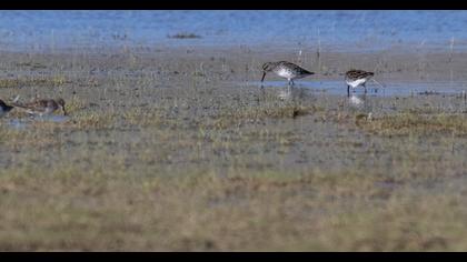 Broad-billed Sandpiper
