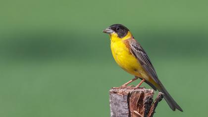 Black-headed Bunting