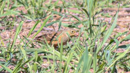 Ortolan Bunting