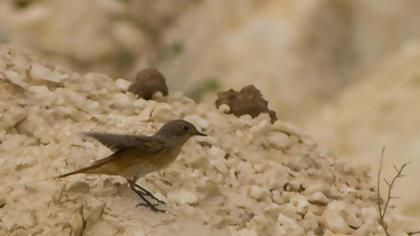 Common Redstart