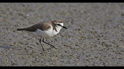 Kentish Plover