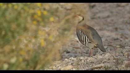 Chukar Partridge