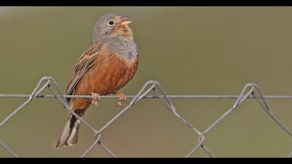 Cretzschmar`s Bunting