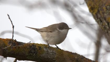 Küçük akgerdanlı ötleğen