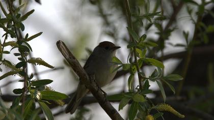 Eurasian Blackcap