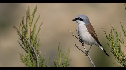 Kızılsırtlı örümcekkuşu