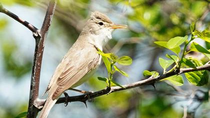 Eastern Olivaceous Warbler