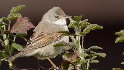 Common Whitethroat