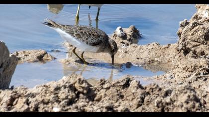 Temminck`s Stint