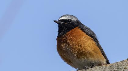 Common Redstart