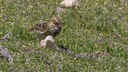 Meadow Pipit