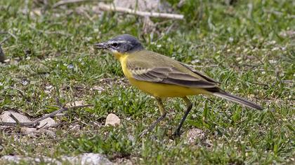 Western Yellow Wagtail