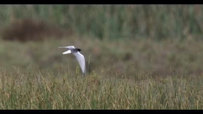 White-winged Tern