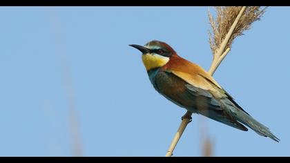 European Bee-eater
