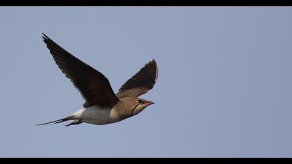 Collared Pratincole