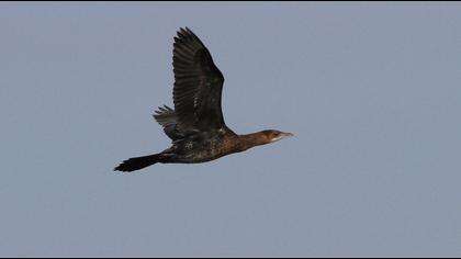 Pygmy Cormorant