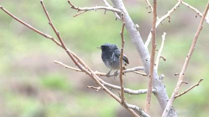 Black Redstart
