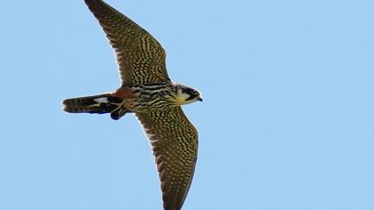 Eurasian Hobby