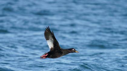 Velvet Scoter