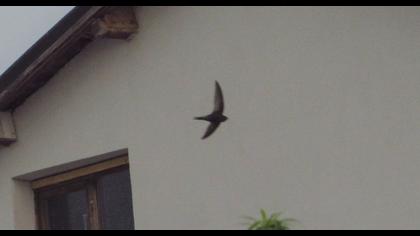 Common Swift
