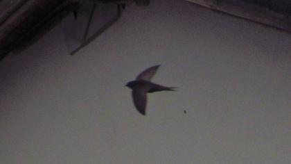 Common Swift