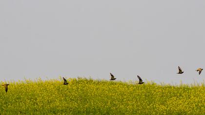 Black-bellied Sandgrouse