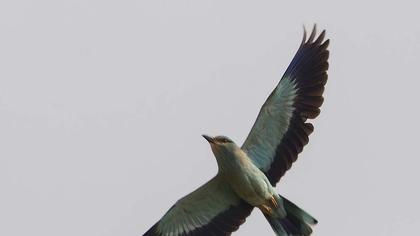 European Roller