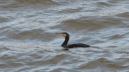 Great Cormorant