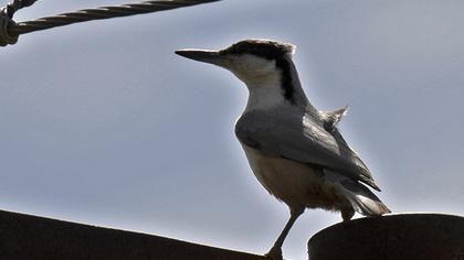 Eastern Rock Nuthatch