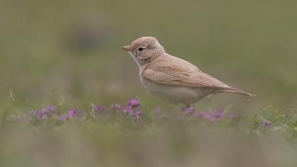 Bar-tailed Lark