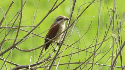 Red-backed Shrike