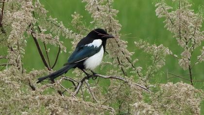 Eurasian Magpie