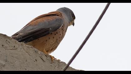 Lesser Kestrel