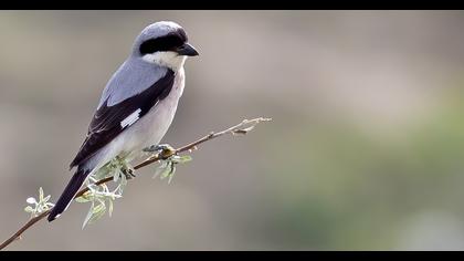 Lesser Grey Shrike
