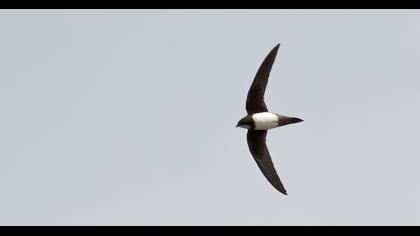 Alpine Swift