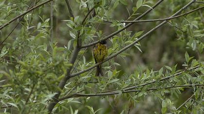 Black-headed Bunting