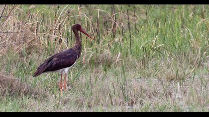 Black Stork