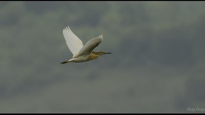 Squacco Heron